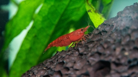 Our Bloody Mary Neocaridina Shrimp