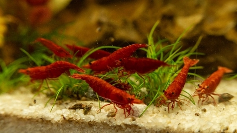 Our Fire Neocaridina Shrimp