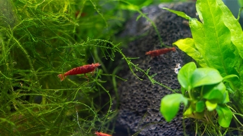 Our Painted Fire Neocaridina Shrimp