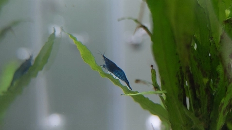 Our Blue Dream Neocaridina Shrimp