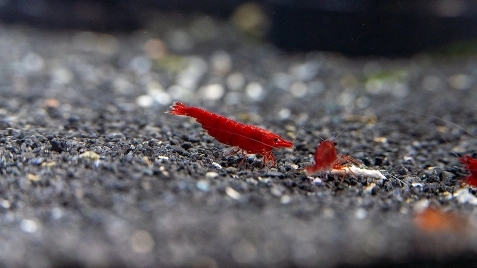Our Bloody Mary Neocaridina Shrimp