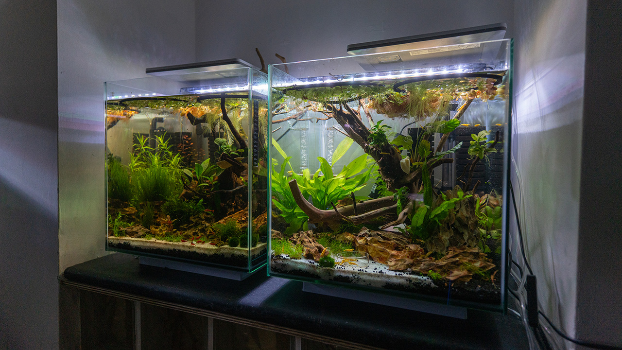 Neocardina Breeding Tanks