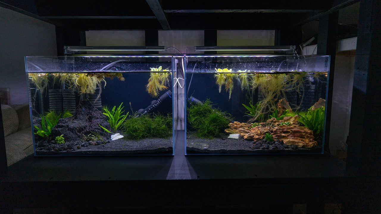 Neocardina Breeding & Growout Tanks