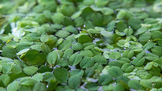 Aquatic Plants