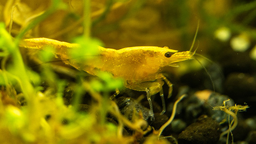 Neocaridina Shrimp