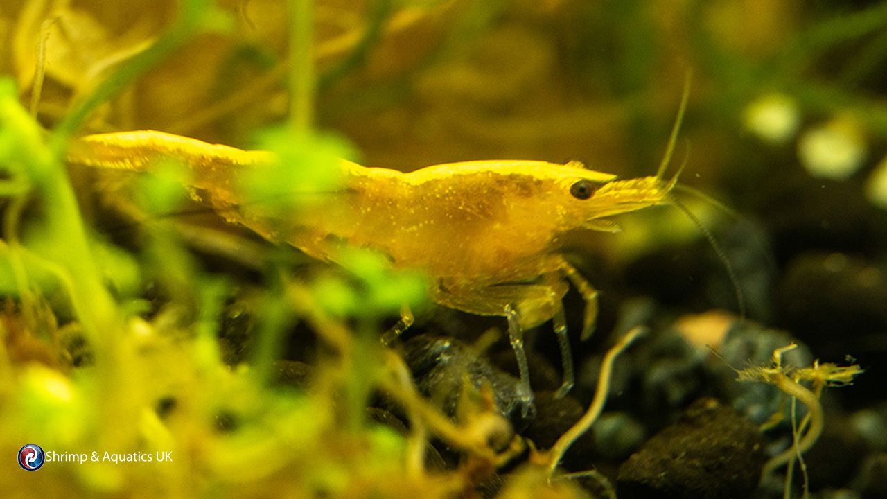 Neocaridina