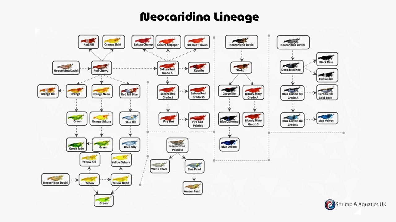 1775337749-banner-neocardina-lineage.webp
