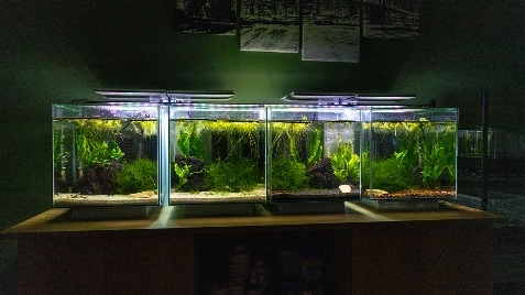 Our Aquariums