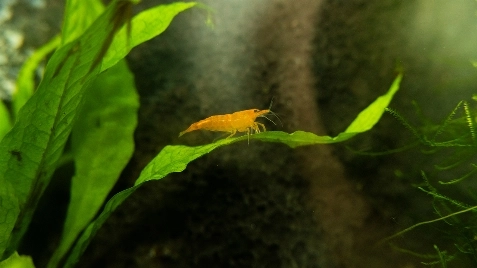 Our Sunkist Ultra Neocaridina Shrimp