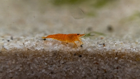 Our Sunkist Ultra Neocaridina Shrimp