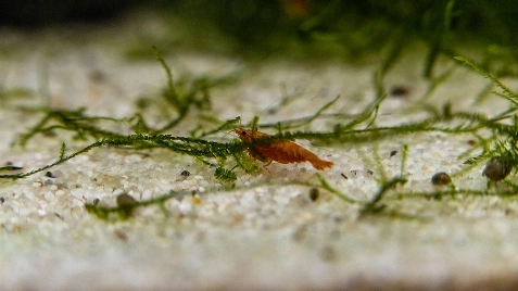 Our Sunkist Ultra Neocaridina Shrimp