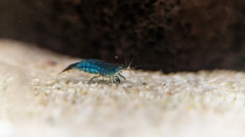 Our Blue Dream Neocaridina Shrimp