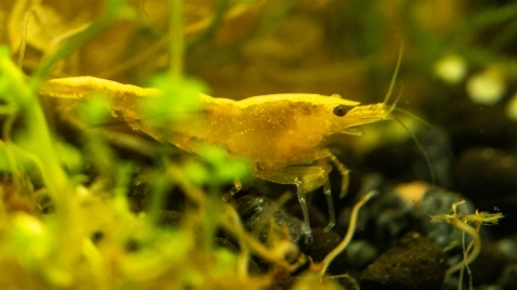 Our Gold 24K Neocaridina Shrimp