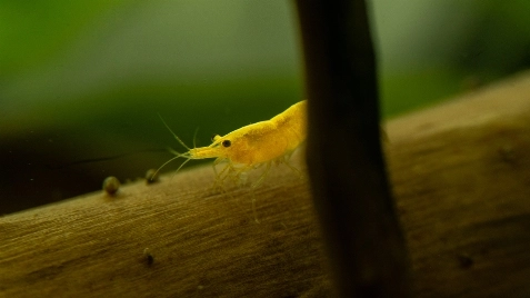 Our Gold 24K Neocaridina Shrimp