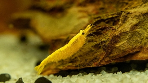 Our Gold 24K Neocaridina Shrimp