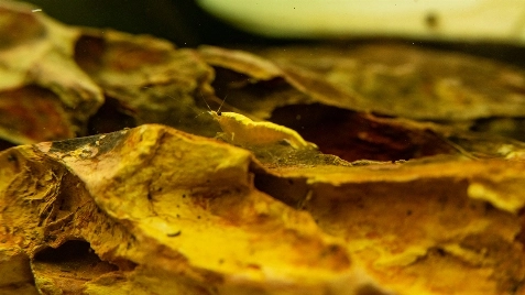 Our Gold 24K Neocaridina Shrimp