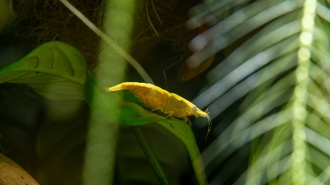 Our Gold 24K Neocaridina Shrimp