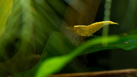 Our Gold 24K Neocaridina Shrimp
