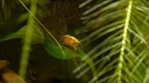 Our Gold 24K Neocaridina Shrimp