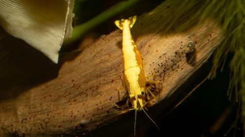 Our Gold 24K Neocaridina Shrimp