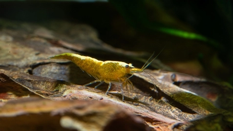 Our Gold 24K Neocaridina Shrimp