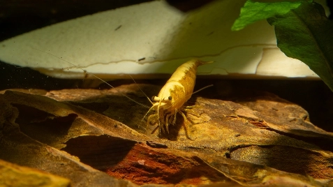 Our Gold 24K Neocaridina Shrimp