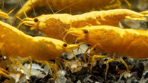Our Gold 24K Neocaridina Shrimp