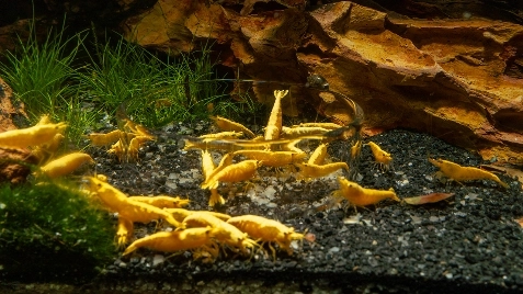 Our Gold 24K Neocaridina Shrimp
