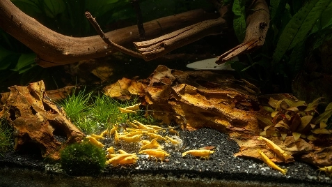 Our Gold 24K Neocaridina Shrimp