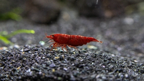 Our Bloody Mary Neocaridina Shrimp