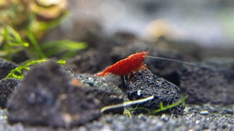 Our Bloody Mary Neocaridina Shrimp
