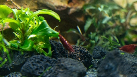 Our Bloody Mary Neocaridina Shrimp