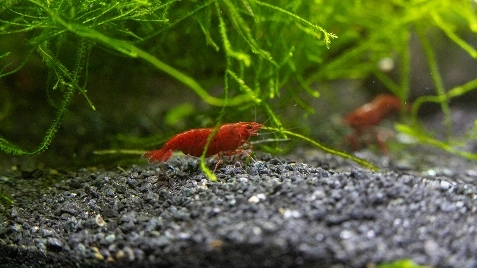 Our Bloody Mary Neocaridina Shrimp