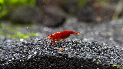 Our Bloody Mary Neocaridina Shrimp