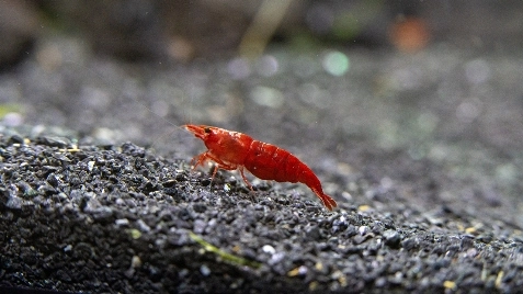 Our Bloody Mary Neocaridina Shrimp