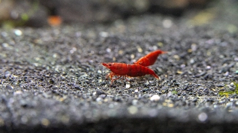 Our Bloody Mary Neocaridina Shrimp