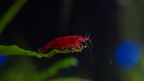 Our Bloody Mary Neocaridina Shrimp