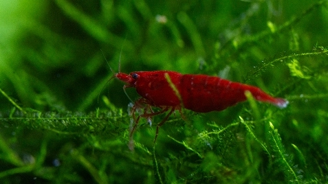 Our Bloody Mary Neocaridina Shrimp