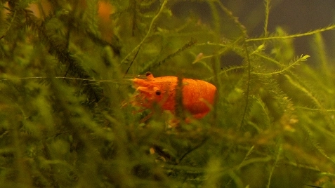 Our Sunkist Ultra Neocaridina Shrimp