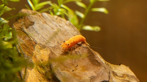 Our Sunkist Ultra Neocaridina Shrimp