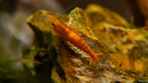 Our Sunkist Ultra Neocaridina Shrimp