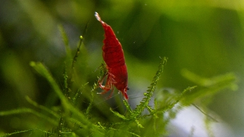 Our Bloody Mary Neocaridina Shrimp