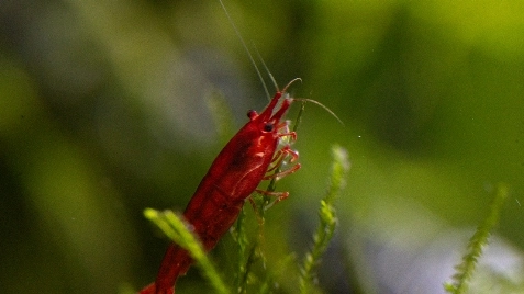 Our Bloody Mary Neocaridina Shrimp