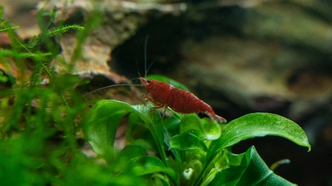 Our Bloody Mary Neocaridina Shrimp
