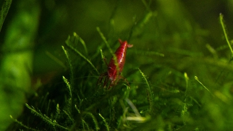 Our Bloody Mary Neocaridina Shrimp