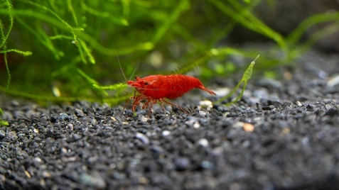 Our Bloody Mary Neocaridina Shrimp