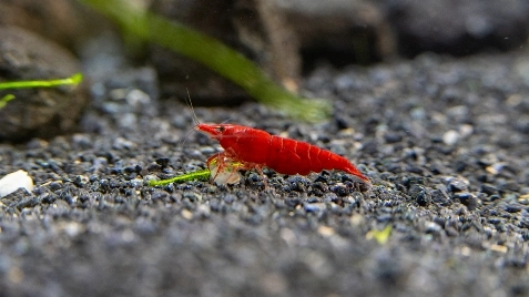 Our Bloody Mary Neocaridina Shrimp