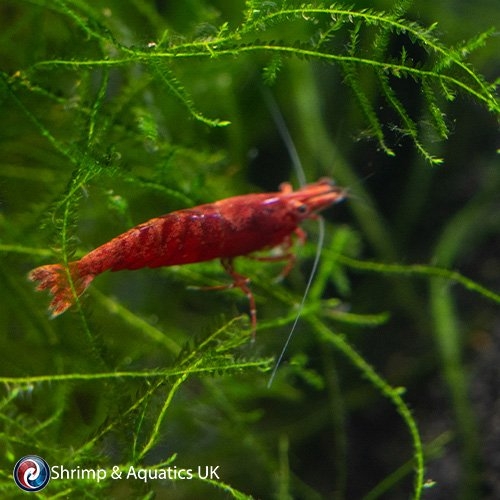 High-Grade Painted Fire Red Shrimp Neocaridina Packs
