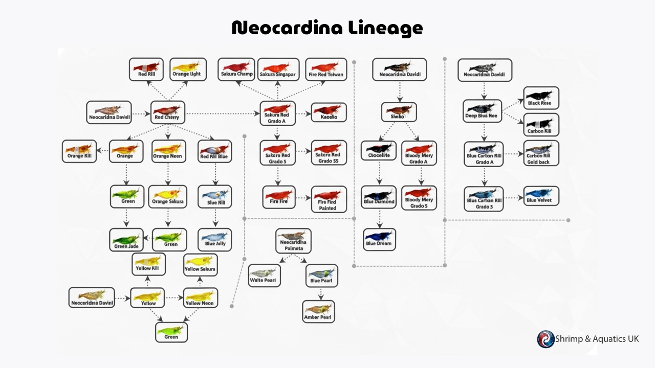 1774822464-banner-neocardina-lineage.webp