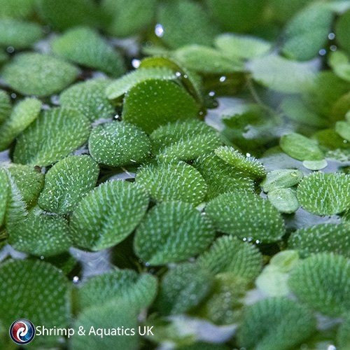 Salvinia Natans (Salvinia Natans L.)